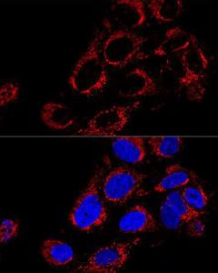 Confocal immunofluorescence analysis of U-2 OS cells using Anti-TOMM40 Antibody (A9160) at a dilution of 1:200. DAPI was used to stain the cell nuclei (blue)