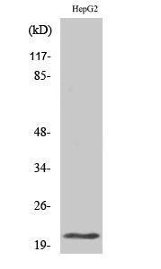 Western blot analysis of various cells using Anti-MRPL41 Antibody