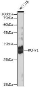 Western blot analysis of extracts of HCT116 cells, using Anti-Pirh2 Antibody [ARC2469] (A306249) at 1:1,000 dilution