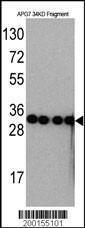 Anti-ATG7 Mouse Monoclonal Antibody [clone: 29CT10.3.12]