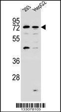 Anti-GIMAP8 Rabbit Polyclonal Antibody (APC (Allophycocyanin))