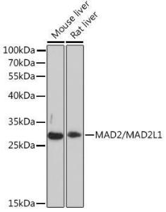 Antibody A93257-100 100 µl