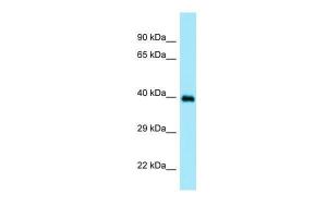 Anti-DOC2A Rabbit Polyclonal Antibody