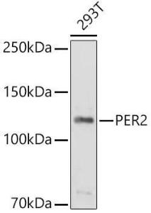 Anti-PER2 Antibody (A9162)