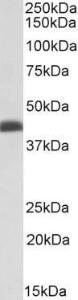 Anti-BMI1 Antibody (A85203) (0.03µg/ml) staining of K562 nuclear lysate (35µg protein in RIPA buffer). Primary incubation was 1 hour. Detected by chemiluminescence.