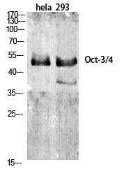 Western blot analysis of various cells using Anti-OCT3 Antibody