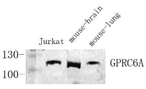 Western blot analysis of various cells using Anti-GPRC6A Antibody