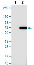 Anti-CAAP1 Rabbit Polyclonal Antibody