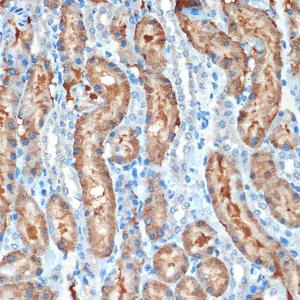 Immunohistochemistry analysis of paraffin-embedded rat kidney using Anti-MUC4 Antibody [ARC1999] (A309154) at a dilution of 1:100 (40X lens). Perform microwave antigen retrieval with 10 mM Tris/EDTA buffer pH 9.0 before commencing with IHC staining protocol