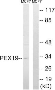 Western blot analysis of lysates from MCF-7 cells using Anti-PEX19 Antibody. The right hand lane represents a negative control, where the antibody is blocked by the immunising peptide