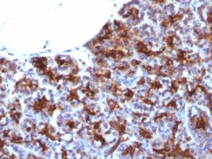 Immunohistochemical analysis of formalin-fixed, paraffin-embedded human pancreas using Anti-MAML3 Antibody [MAML3/1303]