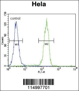 Anti-CCNG1 Rabbit Polyclonal Antibody [clone: 17CT9.2.8]