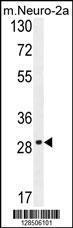 Anti-OR9Q1 Rabbit Polyclonal Antibody (FITC (Fluorescein Isothiocyanate))