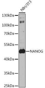 Western blot analysis of extracts of NIH/3T3 cells, using Anti-Nanog Antibody (A9165) at 1:1,000 dilution