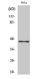 Western blot analysis of HeLa cells using Anti-OCT3 Antibody