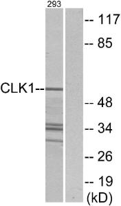 Anti-CLK1 Rabbit Polyclonal Antibody