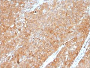 Immunohistochemical analysis of formalin-fixed, paraffin-embedded human pancreas using Anti-HSP90 beta Antibody [HSP90AB1/3954]