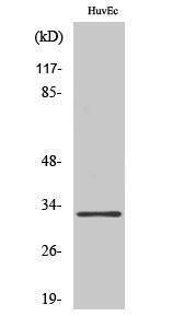 Western blot analysis of various cells using Anti-MRPL24 Antibody