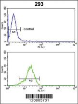 Anti-KBTBD13 Rabbit Polyclonal Antibody