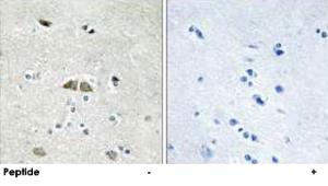 Anti-RPL39L Rabbit Polyclonal Antibody