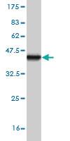 Anti-SH2D3C Mouse Monoclonal Antibody [clone: 3C5]