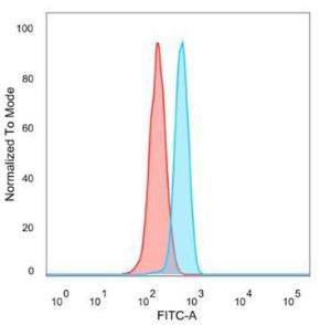 Antibody anti-MEF2B pcrp-MEF2B-2F9 100 µg