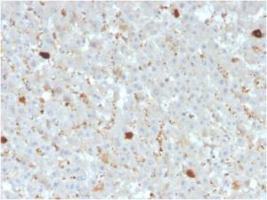 Immunohistochemical analysis of formalin-fixed, paraffin-embedded human liver using Anti-APOA4 Antibody [APOA4/3372]