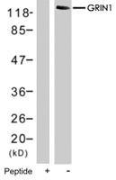 Anti-GRIN1 Rabbit Polyclonal Antibody