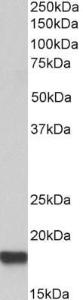 Anti-IFITM3 Antibody (A83544) (0.5 µg/ml) staining of HeLa lysate (35 µg protein in RIPA buffer). Primary incubation was 1 hour. Detected by chemiluminescence