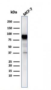 Western blot analysis of MCF-7 cell lysate using Anti-HSP90 beta Antibody [HSP90AB1/3954]