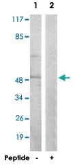 Anti-CD4 Rabbit Polyclonal Antibody