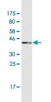 Anti-SH2D3C Mouse Monoclonal Antibody [clone: 3C5]