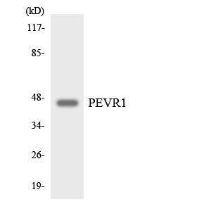 Western blot analysis of the lysates from HepG2 cells using Anti-PEVR1 Antibody