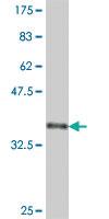 Anti-PITX2 Mouse Polyclonal Antibody