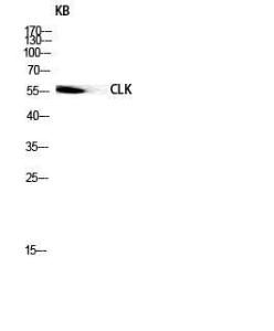 Anti-CLK1 Rabbit Polyclonal Antibody