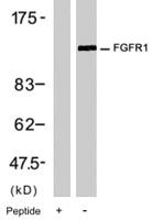 Anti-FGFR1 Rabbit Polyclonal Antibody