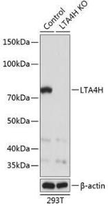 Antibody A309156-100 100 µl