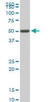 Anti-VRK1 Rabbit Polyclonal Antibody