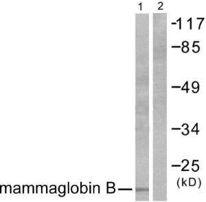 Antibody anti-mammaglobin B 100 µg