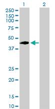 Anti-VRK1 Rabbit Polyclonal Antibody