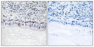 Anti-CLK1 Rabbit Polyclonal Antibody