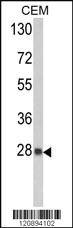 Anti-PRDX6 Rabbit Polyclonal Antibody