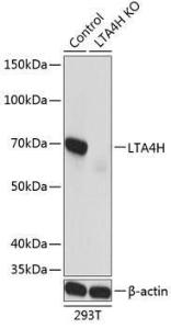 Western blot analysis of extracts from normal (control) and LTA4H knockout (KO) 293T cells, using Anti-Leukotriene A4 hydrolase/LTA4H Antibody (A309157) at 1:1,000 dilution