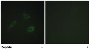 Anti-CD4 Rabbit Polyclonal Antibody