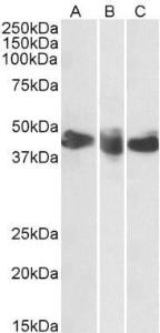 Anti-CD27 Goat Polyclonal Antibody