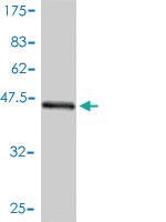 Anti-BID Mouse Monoclonal Antibody [clone: 3F3-1A3]