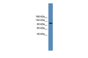 Anti-USP7 Rabbit Polyclonal Antibody