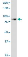 Anti-NCKIPSD Mouse Polyclonal Antibody