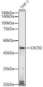 Western blot analysis of extracts of THP-1 cells, using Anti-CXCR2 Antibody (A9177) at 1:1,000 dilution The secondary antibody was Goat Anti-Rabbit IgG H&L Antibody (HRP) at 1:10,000 dilution Lysates/proteins were present at 25 µg per lane