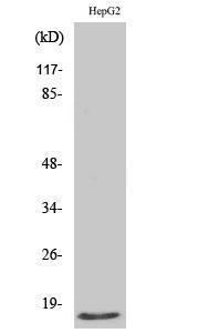 Antibody anti-mammaglobin B 100 µg